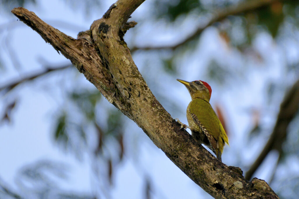 Streak-throated Woodpecker male adult