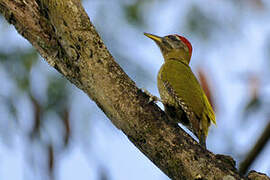 Streak-throated Woodpecker