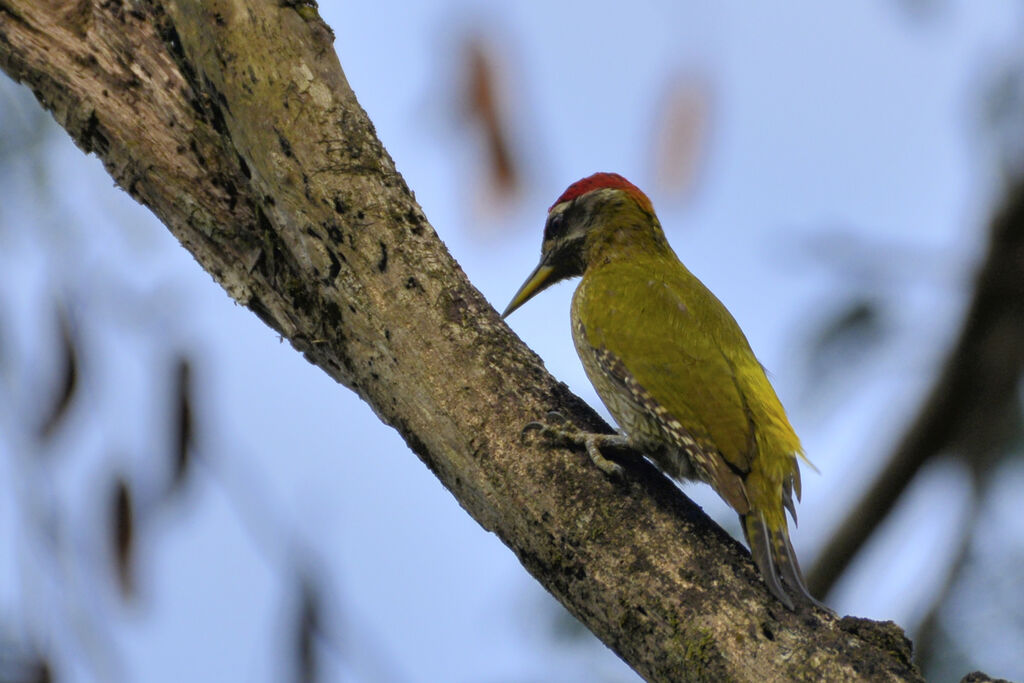 Streak-throated Woodpecker male adult