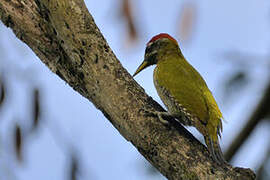 Streak-throated Woodpecker