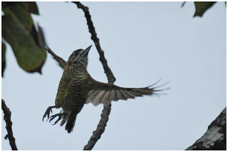 Golden-spangled Piculetadult