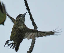 Golden-spangled Piculet