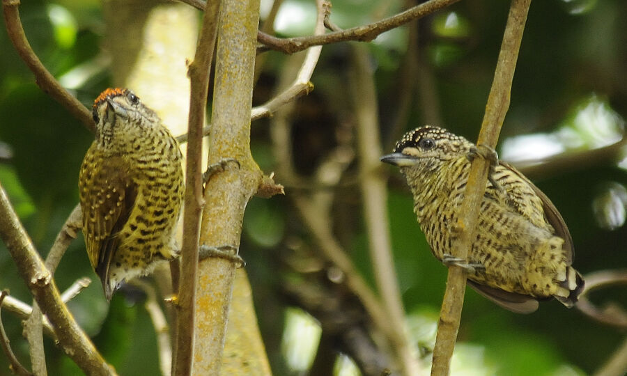 Golden-spangled Piculet 