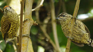 Golden-spangled Piculet