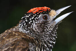 White-barred Piculet