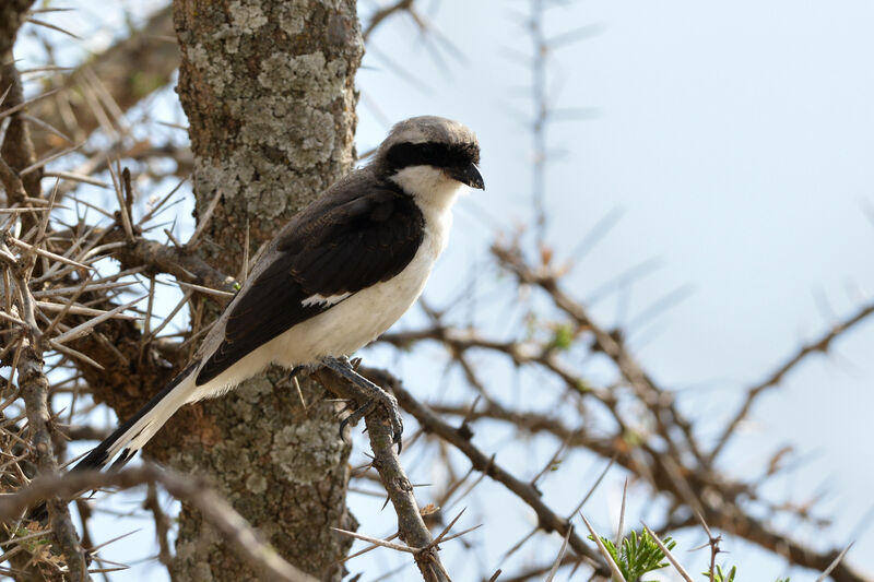 Grey-backed Fiscalimmature