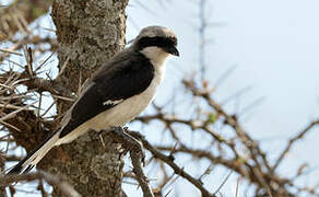 Grey-backed Fiscal