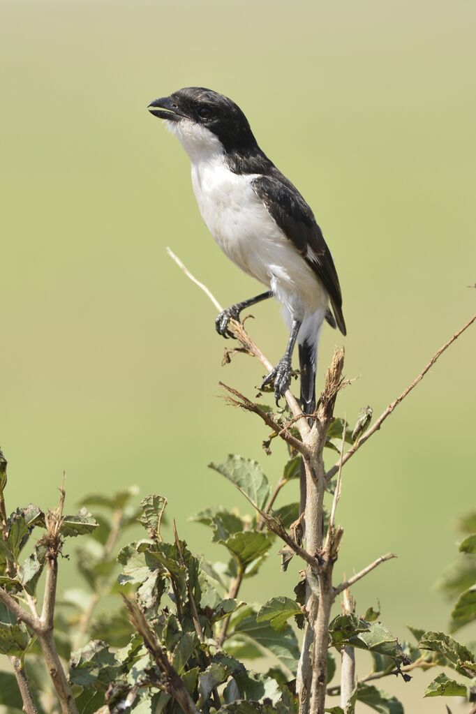 Long-tailed Fiscaladult