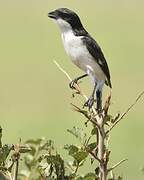 Long-tailed Fiscal