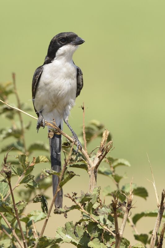 Long-tailed Fiscaladult
