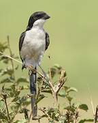 Long-tailed Fiscal