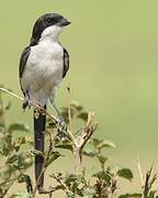 Long-tailed Fiscal