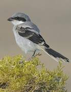 Loggerhead Shrike