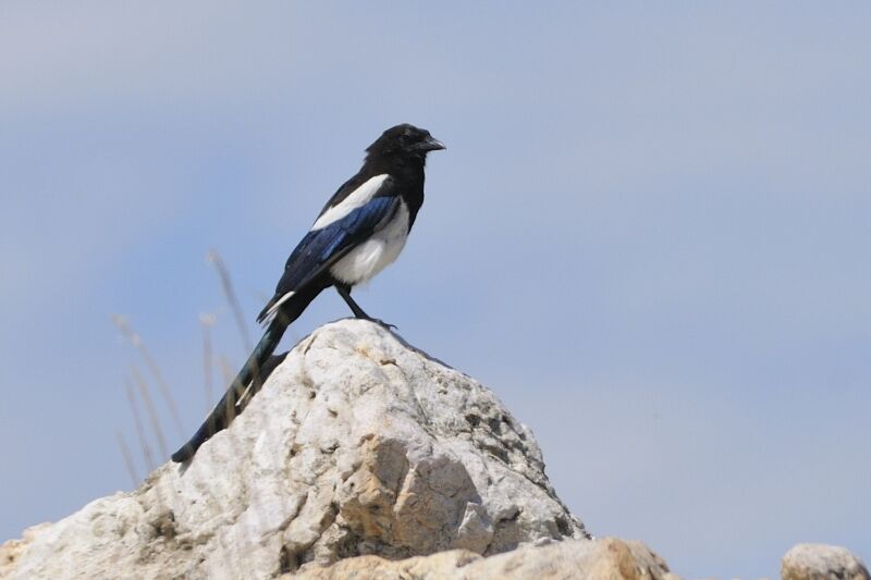 Black-billed Magpieadult