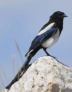 Black-billed Magpie