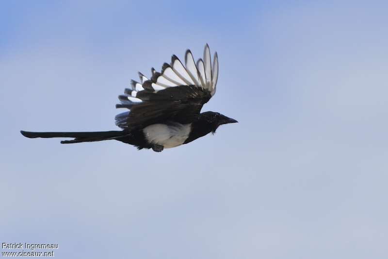 Black-billed Magpieadult, pigmentation, Flight