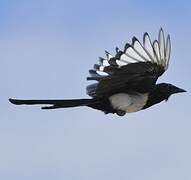 Black-billed Magpie