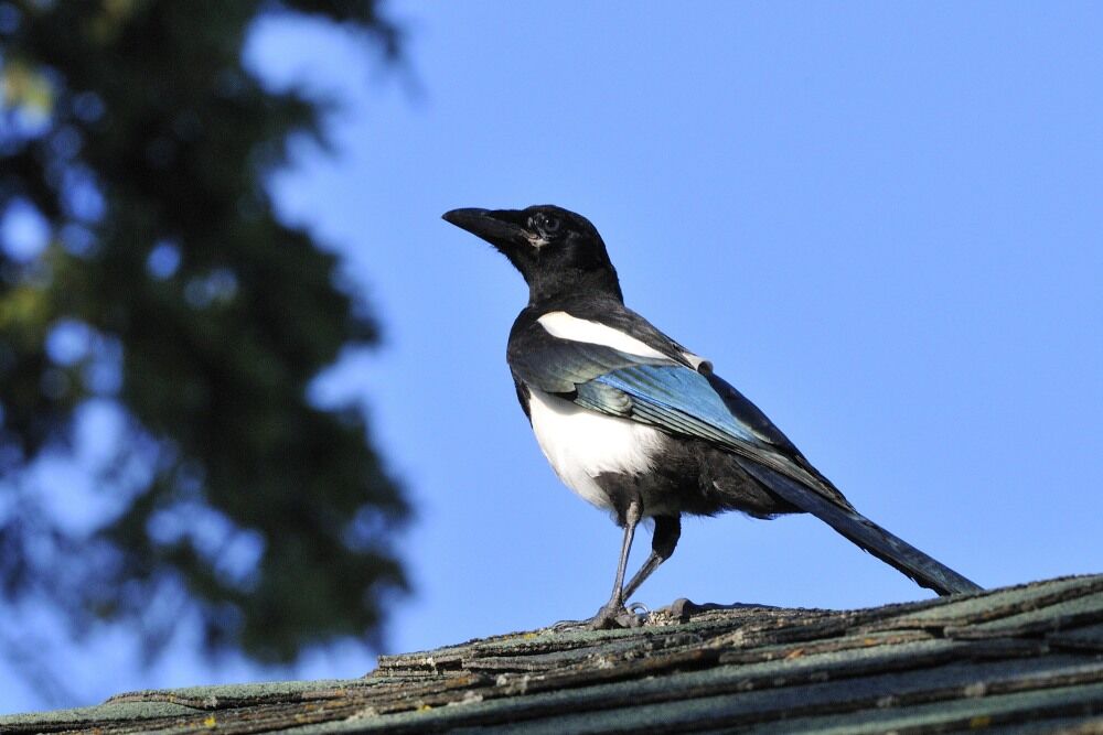 Black-billed Magpieimmature