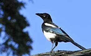 Black-billed Magpie