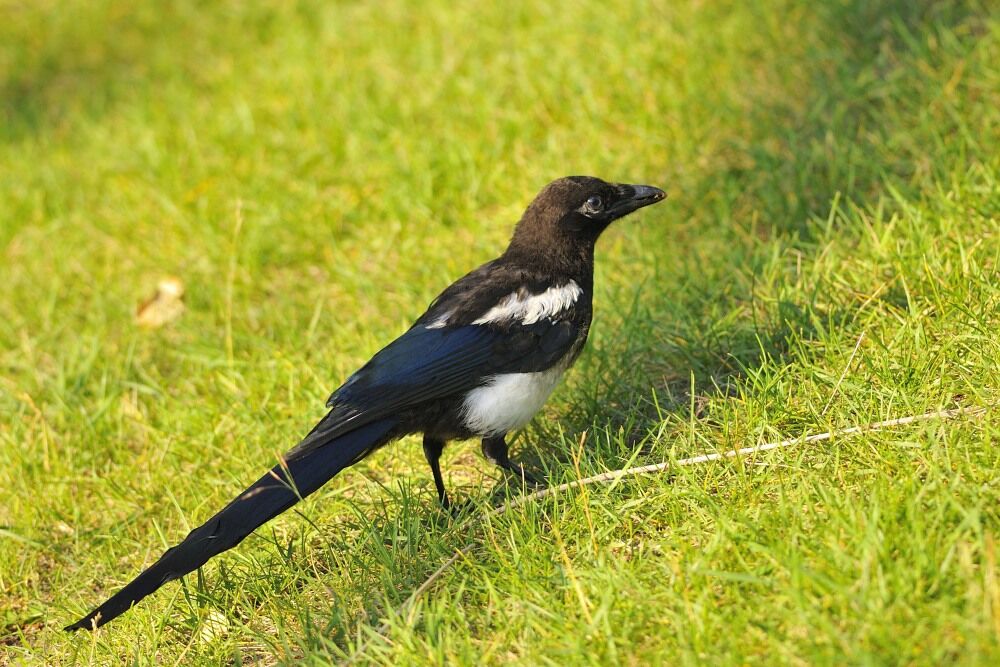 Black-billed Magpieimmature