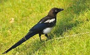 Black-billed Magpie