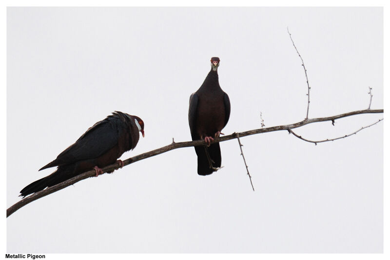 Metallic Pigeon adult