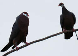 Metallic Pigeon