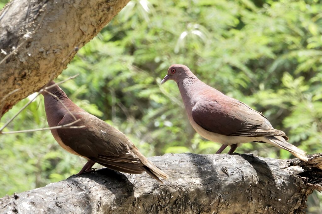 Pigeon de Madagascaradulte