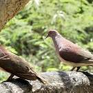 Pigeon de Madagascar