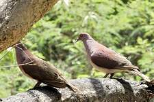 Pigeon de Madagascar