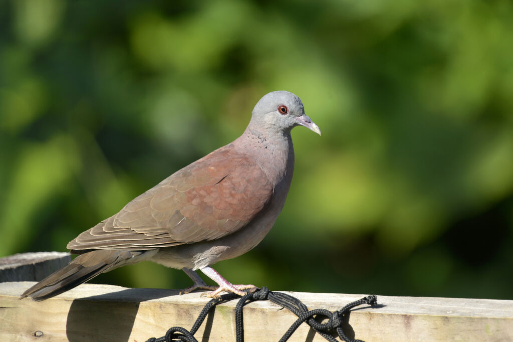 Pigeon de Madagascaradulte