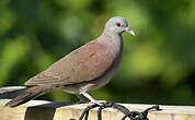 Pigeon de Madagascar