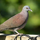 Pigeon de Madagascar