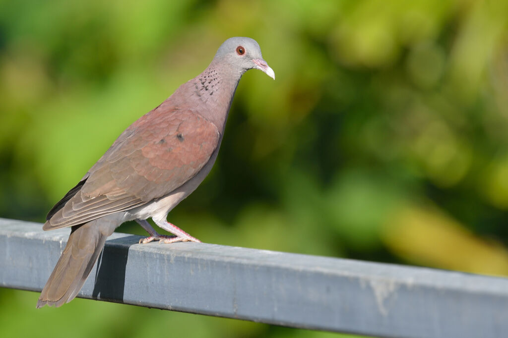 Pigeon de Madagascaradulte