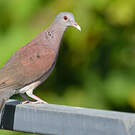Pigeon de Madagascar
