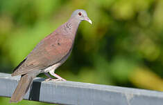 Pigeon de Madagascar