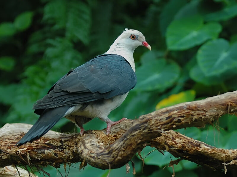 Pigeon leucomèle