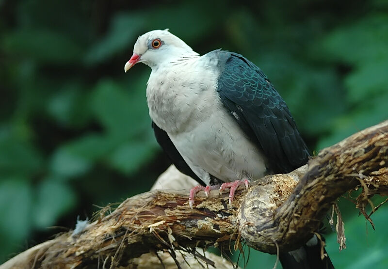 White-headed Pigeon