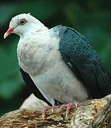 White-headed Pigeon