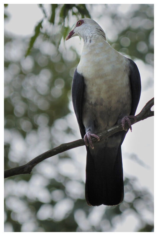 Pigeon leucomèle