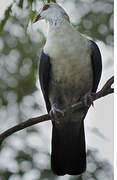 White-headed Pigeon