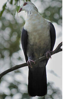 Pigeon leucomèle