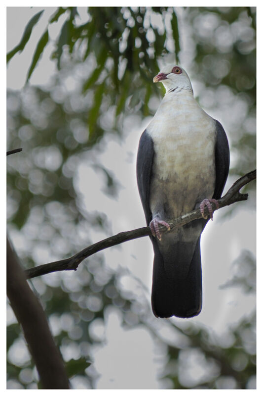 Pigeon leucomèleadulte