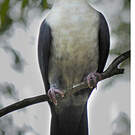 Pigeon leucomèle