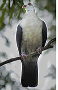 White-headed Pigeon