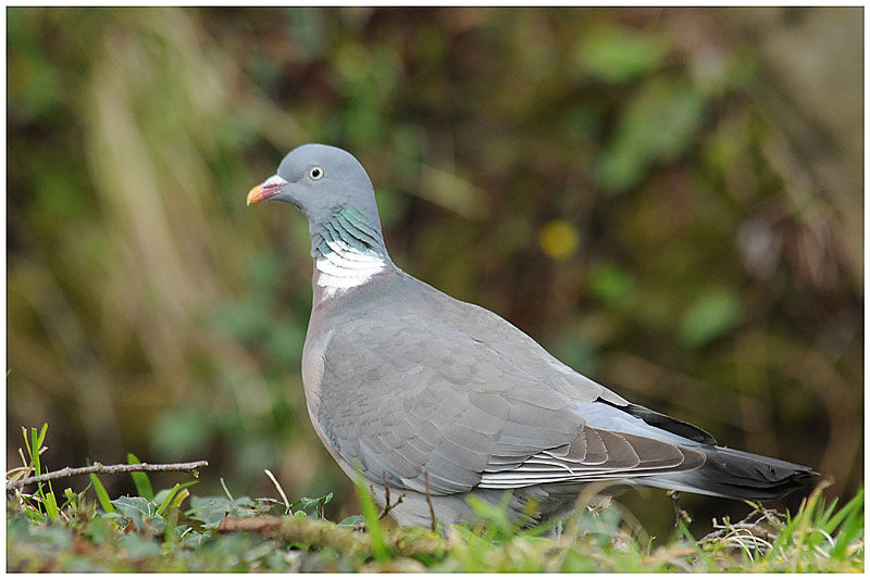 Common Wood Pigeonadult