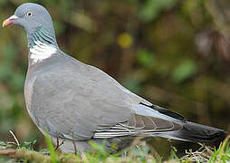 Common Wood Pigeon