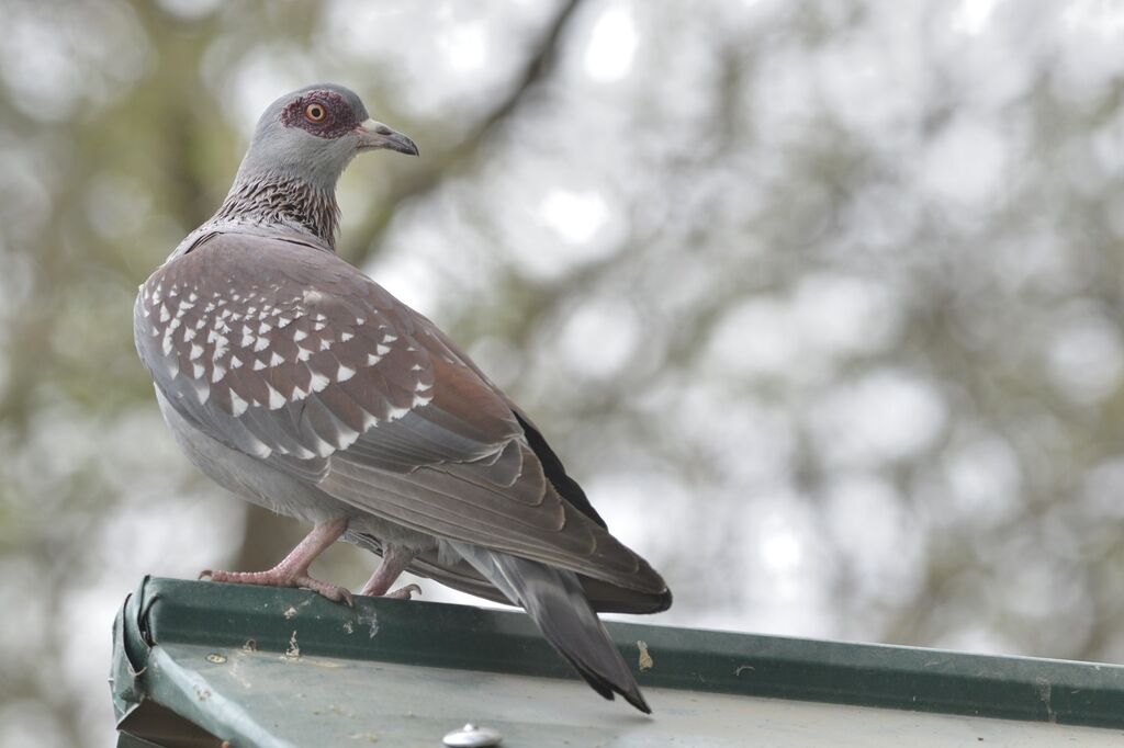 Pigeon roussardadulte