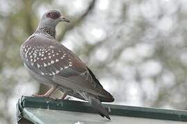 Speckled Pigeon