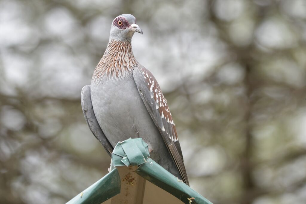 Pigeon roussardadulte